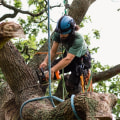 Does hurricane insurance cover tree removal?